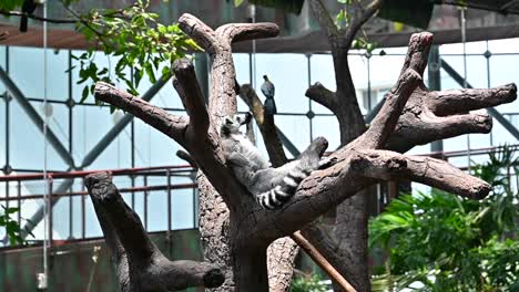 the lemur at an indoor rainforest in dubai, united arab emirates