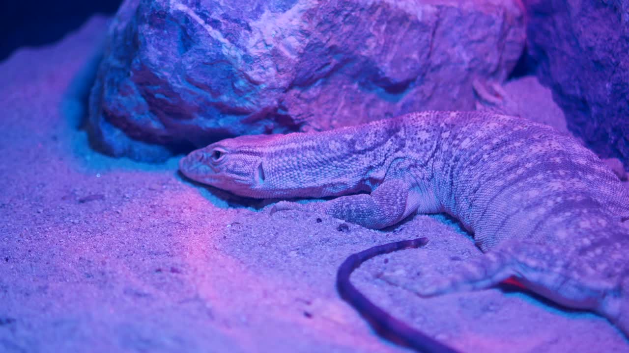 테라리움에 있는 모니터 도마