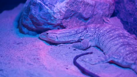lagarto monitor en un terrario