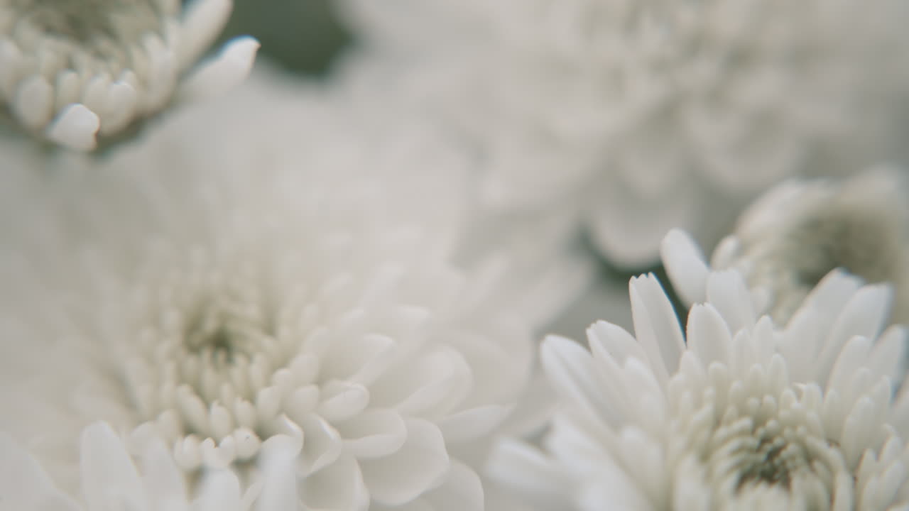 흰 국화의 매크로 클로즈업 짐벌 샷