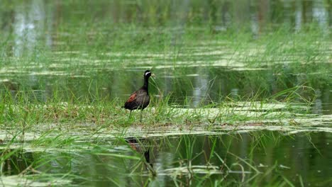 de pie sobre hierba acuática mientras mira a la derecha y luego se agacha, jacana de alas de bronce, metopidius indicus, pak pli, nakorn nayok, tailandia