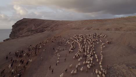 Aerial-shot-following-a-flock-of-sheep-and-goats-in-the-mountains-and-the-sea-can-be-seen