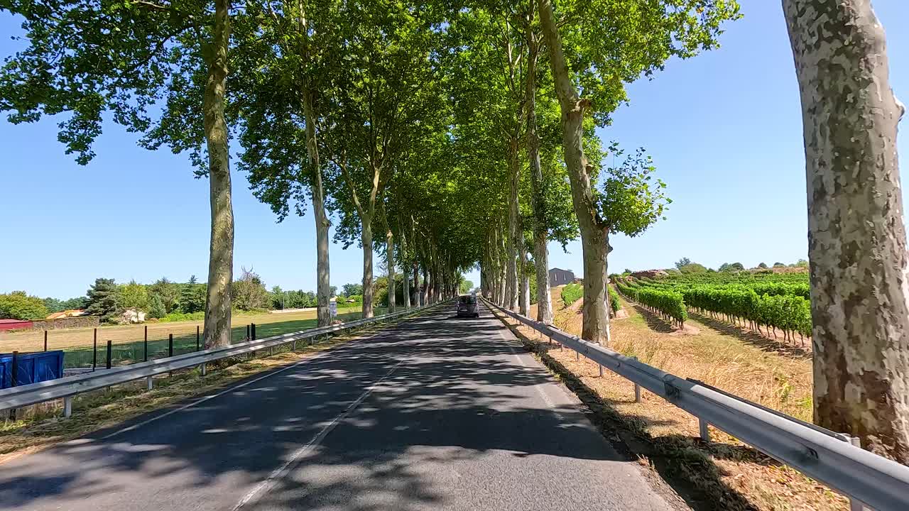 viaje panorámico a través de la carretera bordeada de viñedos