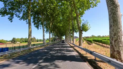 scenic drive through vineyard-lined road