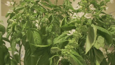 a time lapse of a plant as it grows and blossoms