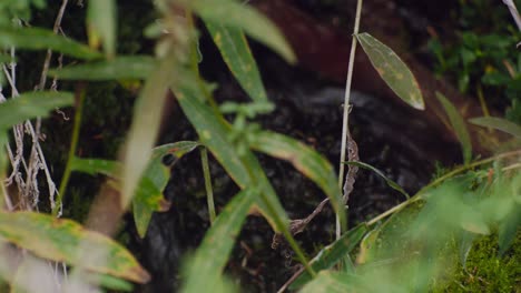 Water-stream-flowing-rack-focus-close-up