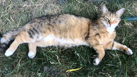 furry cat lying on the street on the grass