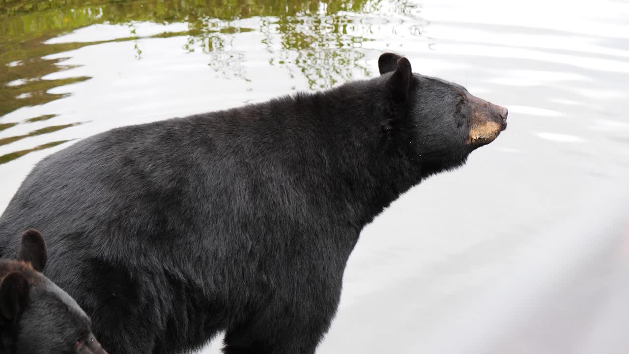 알래스카에 있는 두 마리의 검은