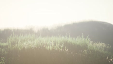 Green-field-with-tall-grass-in-the-early-morning-with-fog