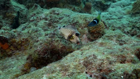 a smooth trunkfish eats algae off the rocks and coral of a healthy caribbean reef