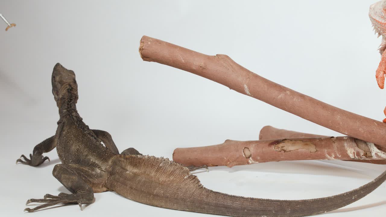 Kahverengi bir iguana kertenkelesi, parlak beyaz bir stüdyo arka planına karşı ahşap dalların arasından yavaşça sürünüyor