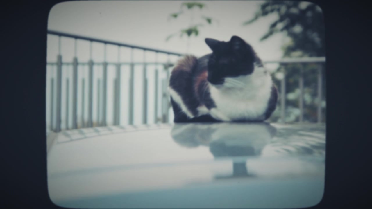 Gato dormindo no topo do carro