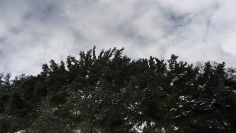 evergreen trees dusted with snow under a cloudy sky, hint of winter's chill