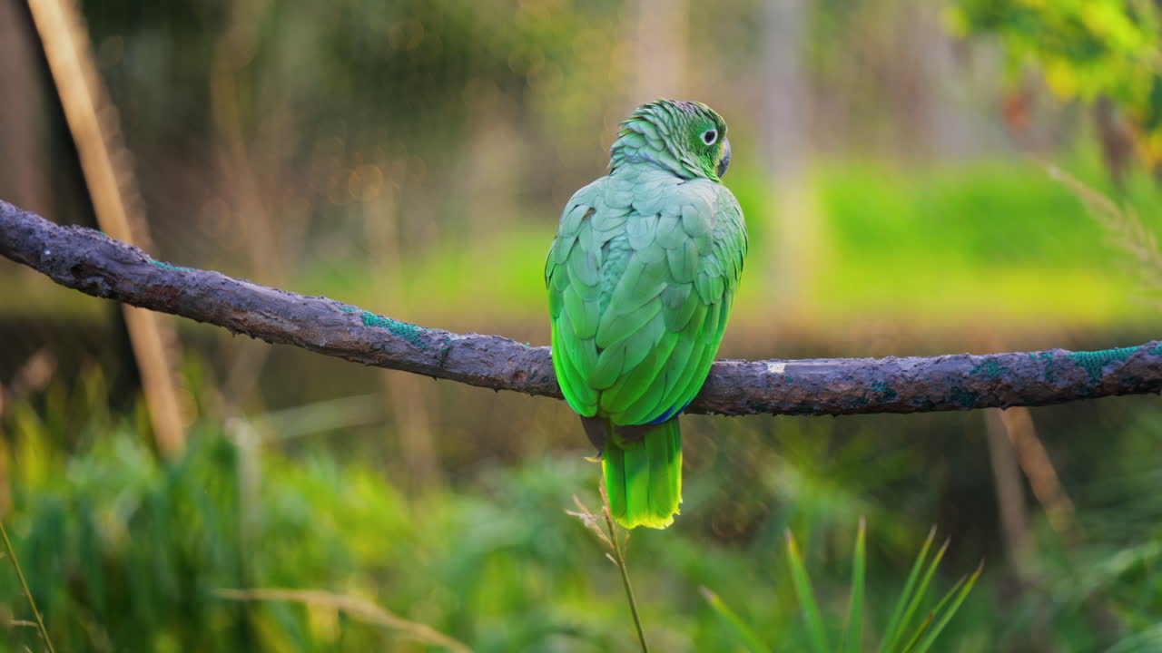 Close up of a green Macaw bird on a branch with a blurred background