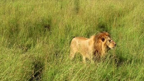 Injured-wild-male-lion-walking-in-savannah-while-other-drinks-behind-in-Kenya