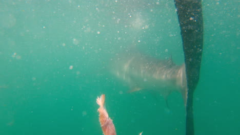 El-Tiburón-Cobre-Se-Mueve-A-Través-De-Un-Banco-De-Peces,-Gira-Y-Se-Aleja-Nadando