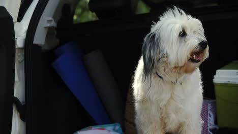 pet dog in the car trunk