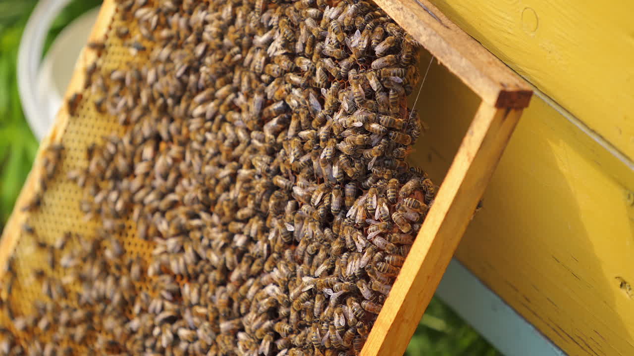 Frames of a bee hive. Beekeeper harvesting honey. Working bees on honey cells. Apiary concept.