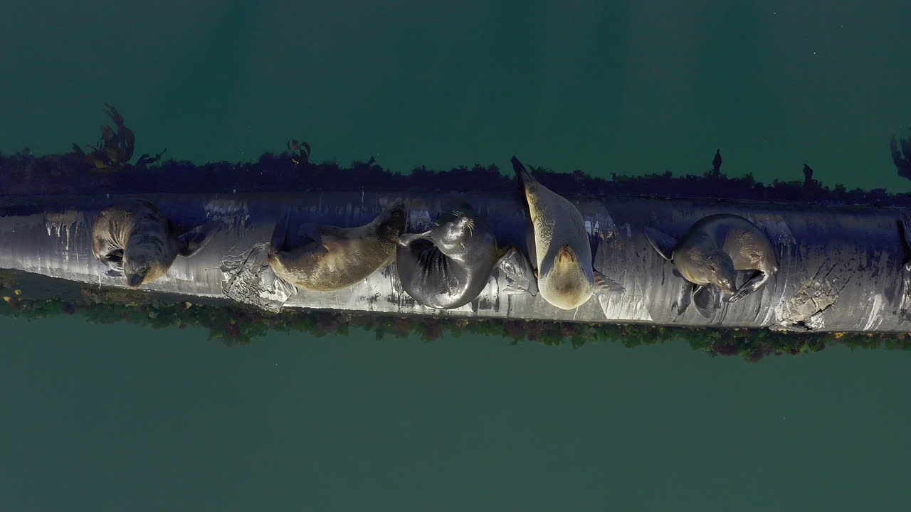 плавники для плавания и царапины.