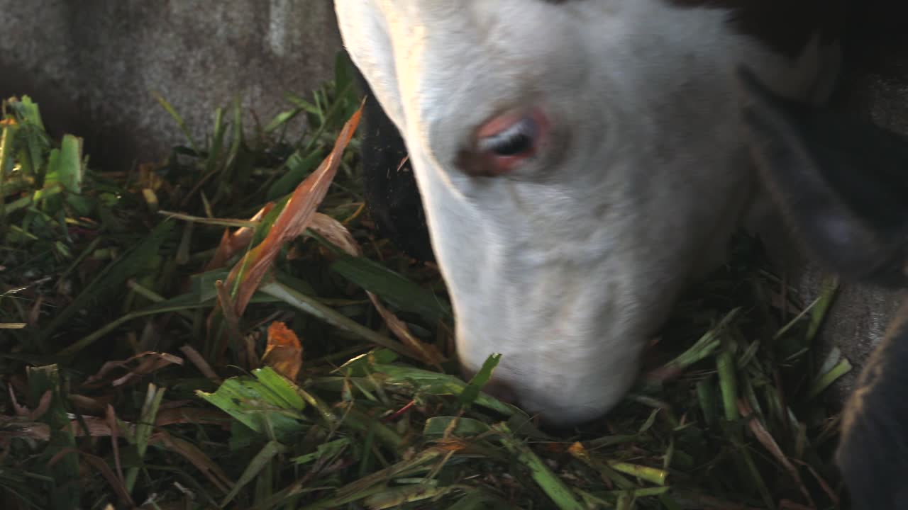 Images of cows eating hay in the barn