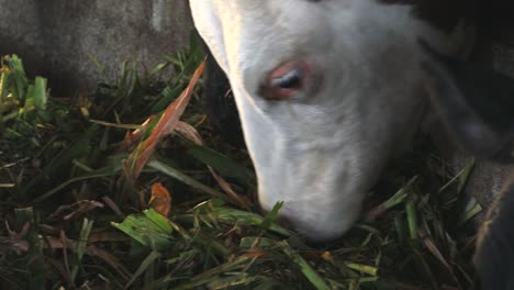 images of cows eating hay in the barn