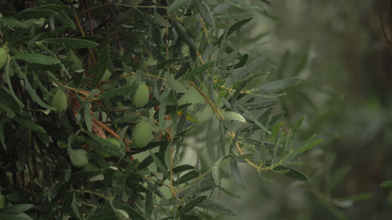 lluvia torrencial y olivo mojado