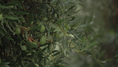 Pouring-rain-and-wet-olive-tree