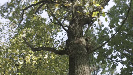 autumn tree in forest