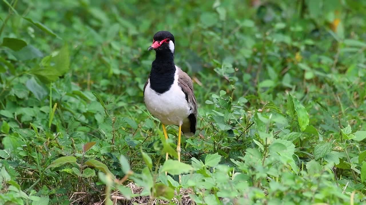 el avefría de barbas rojas es una de las aves más comunes de tailandia