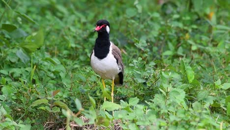 the red-wattled lapwing is one of the most common birds of thailand