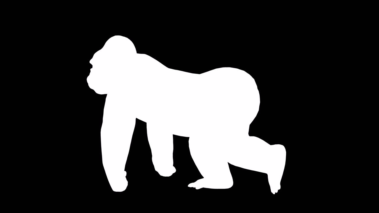 Un gorilla che cammina su sfondo nero con canale alfa incluso alla fine del video, animazione 3D, vista laterale, animali animati, animazione in loop continuo
