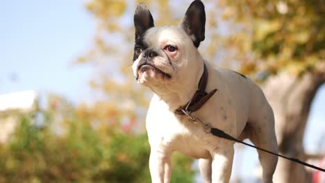 french bulldog in a park