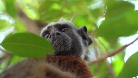 portrait of a white footed tamarin head between green leafs, slowmo, close up