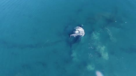 mother whale and its calf playing peacefully in the bright blue sea in slow motion - aerial top-down shot