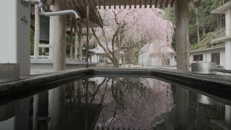 a reflection of the cherry blossom in a japanese temple surrounded by flowers during the cherry blossom season in saga prefecture, kyushu, japan