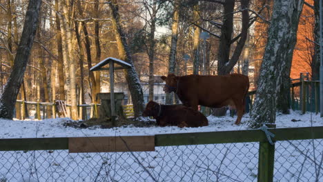 self sufficient sustainable community farm cows ruminating beside frozen manger