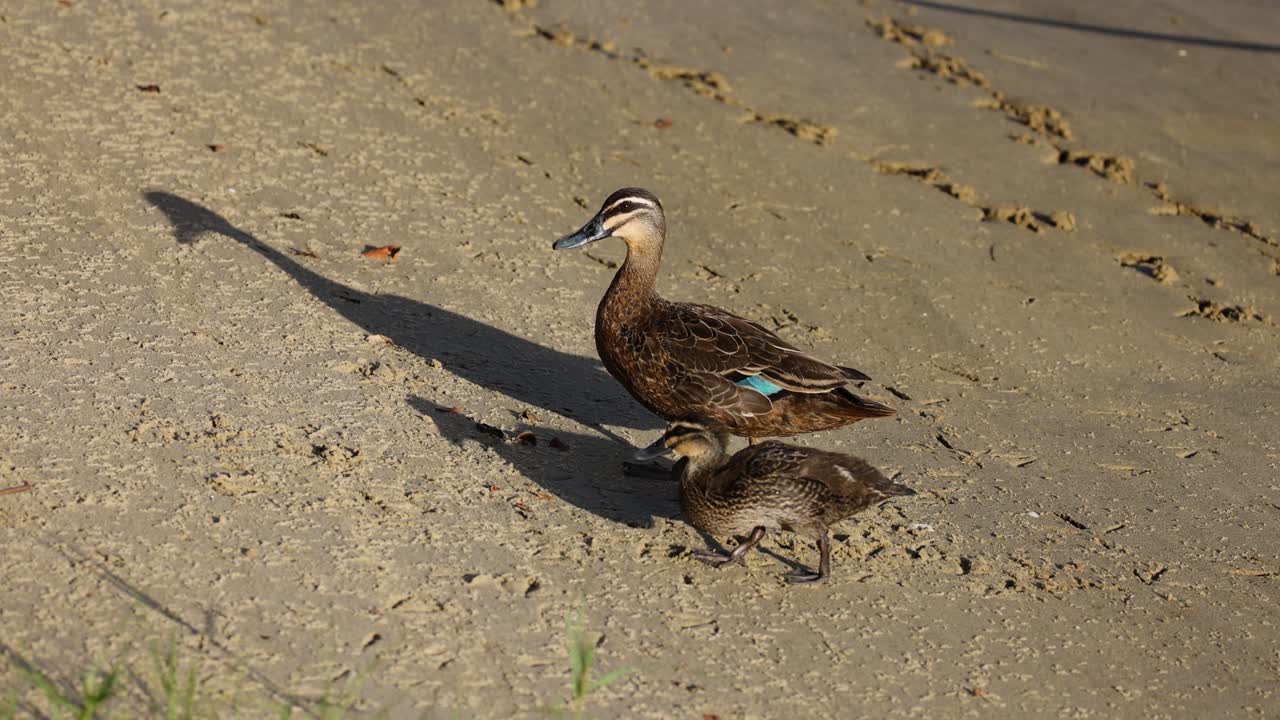 모래 해변 에서 함께 고 있는 두 마리 의 오리