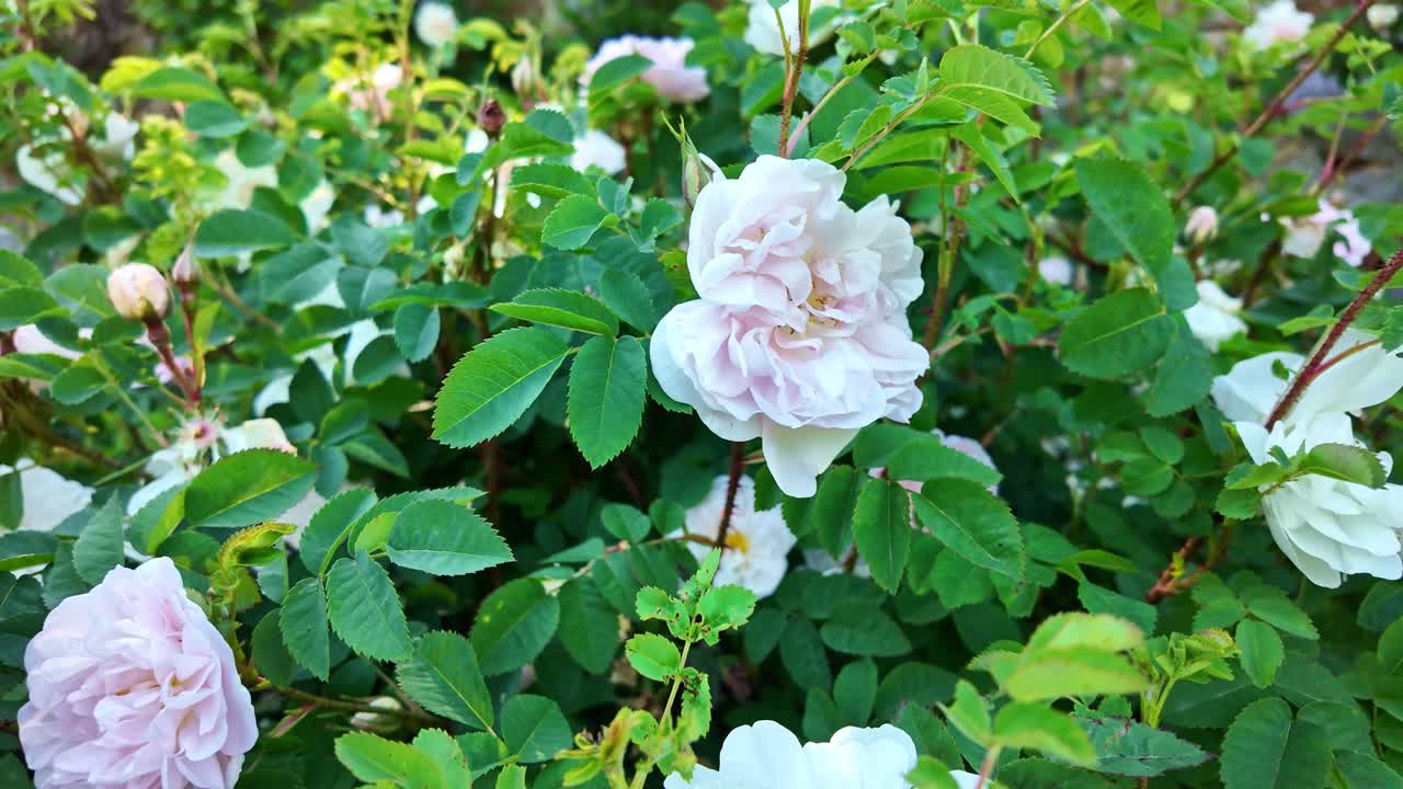 Close-up of a York and Lancaster rose, with a gentle circular pullback revealing petals and green surroundings.