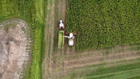 Maisernte-In-Europa:-Maishäcksler-Zerkleinert-Den-Mais-Und-Lädt-Ihn-Direkt-In-Den-Ladewagen