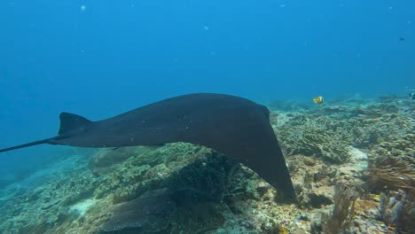 scuba diving with manta rays visiting natural habitat of coral reef cleaning station in popular destination of raja ampat, west papua, indonesia