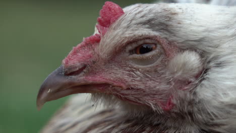 Close-up-on-old-hens-head