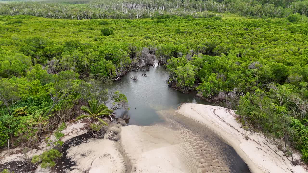 Aerial view of dense mangroves and sandy beach in Port Douglas, showcasing natural beauty and serene environment