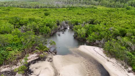 aerial view of dense mangroves and sandy beach in port douglas, showcasing natural beauty and serene environment