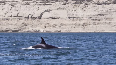 killer whale, orcas swims on the tropical blue ocean on a sunny day in patagonia, argentina