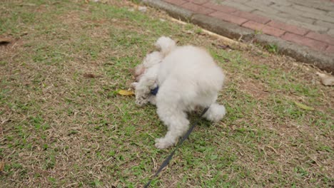 small white dog sniffing around a grassy field, outdoor setting with overcast sky as it scratches head on ground