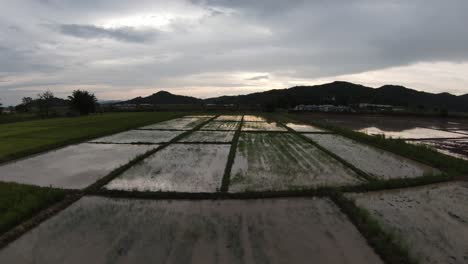 sun reflecting on water in rice paddies with aerial fpb drone