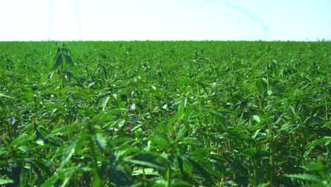 Vast-acres-of-hemp-plants-for-food-products-growing-in-the-Middle-East