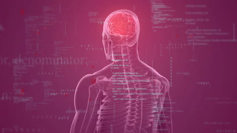 human skeleton and brain with data processing animation over red background