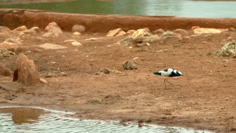 blacksmith lapwing following small bird foraging near the waterhole in tsavo west national park, kenya