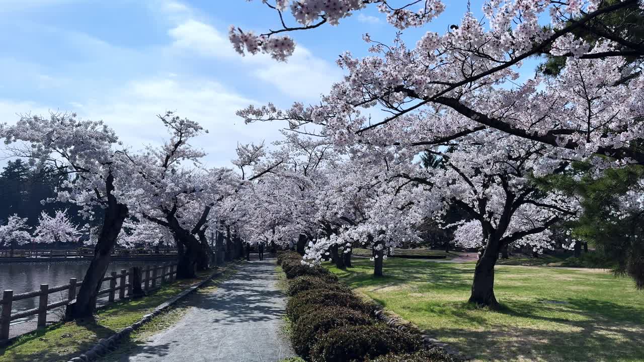 Cherry blossoms in full bloom at Sakura Park, Aomori, Japan, peaceful spring walkway